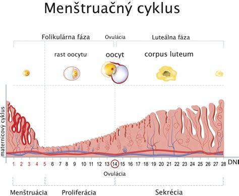 Menštruačný cyklus a ovulácia schéma
