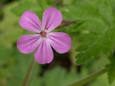 Pakost smradľavý Geranium robertianum