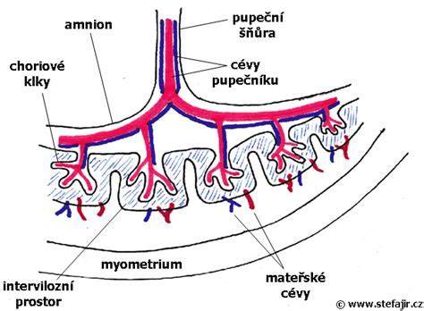Placenta a pupočná šnúra schéma funkcií