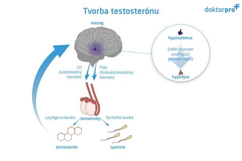 Testosterón a tvorba spermií v semenníkoch