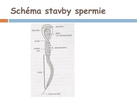 cesta spermií k vajíčku