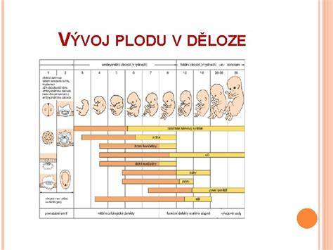 Vývoj obličiek plodu v tehotenstve