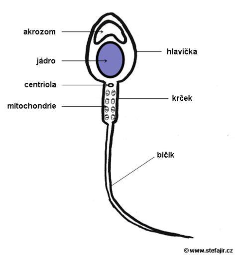 stavba spermie s bičíkom