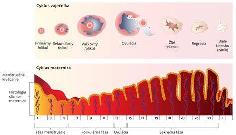 anatomia krcka maternice a dilatacia