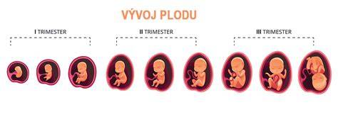 vývoj plodu v 19. týždni tehotenstva