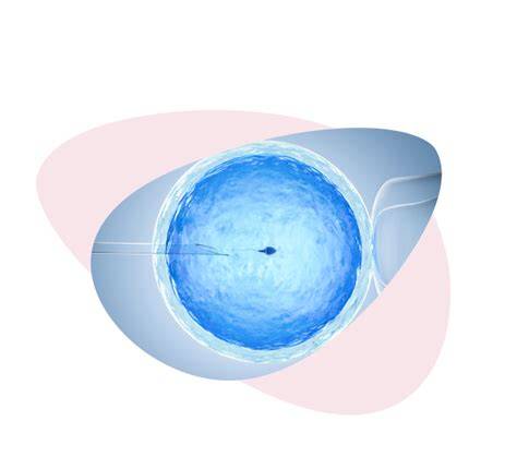 Schéma IVF s darovanými vajíčkami