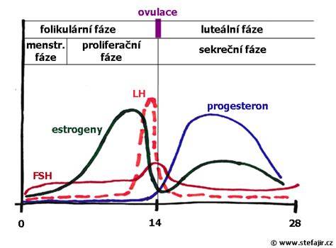 Menštruačný cyklus po potrate schéma