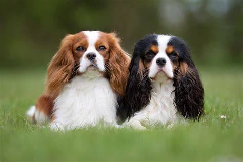 Cavalier King Charles španiel s rodinou