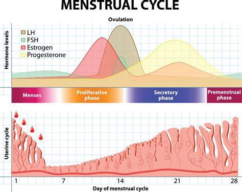 Fázy menštruačného cyklu a hrúbka endometria