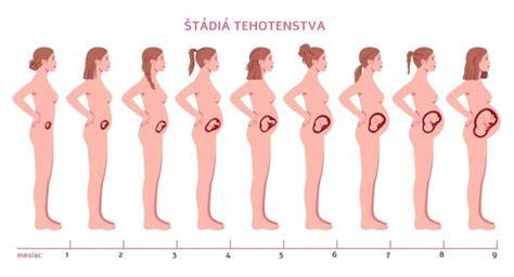 rast maternice podľa týždňov tehotenstva