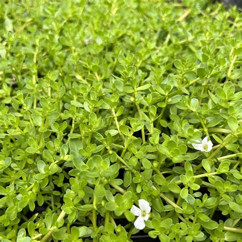 Brahmi Bacopa monnieri pestovanie v nádobe