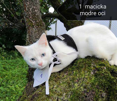 Ultrazvuk gravidnej mačky s mačiatkami