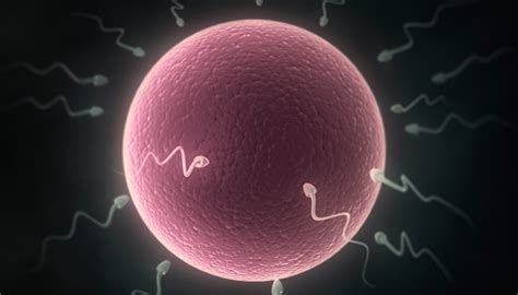 Schéma IVF od odberu vajíčok po embryotransfer