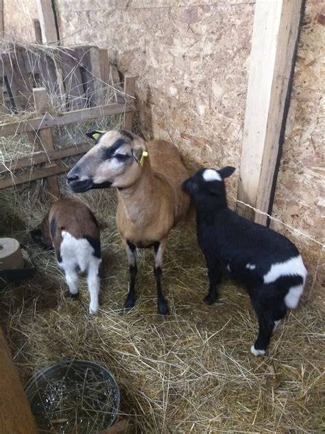 koza s kozľatami pri vemene
