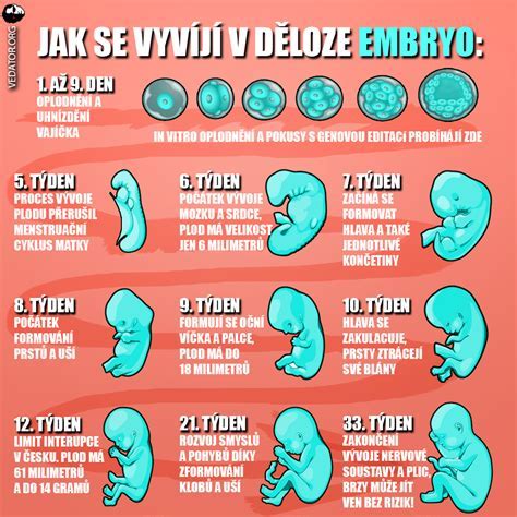 tri fázy implantácie embrya v maternici
