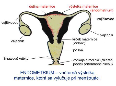 hysterektómia anatomická schéma maternice