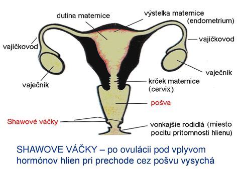 Uloženie maternice v malej panve