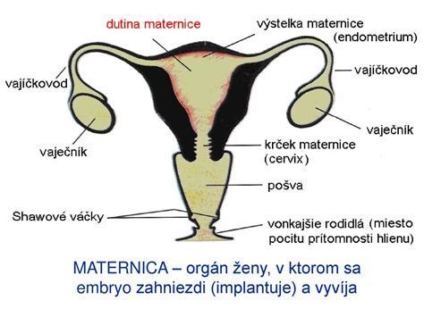 Porovnanie polohy maternice v panve