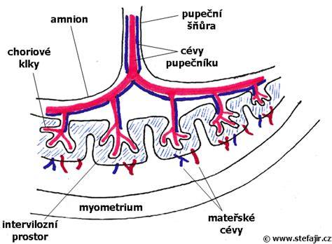 placenta a pupočná šnúra schéma