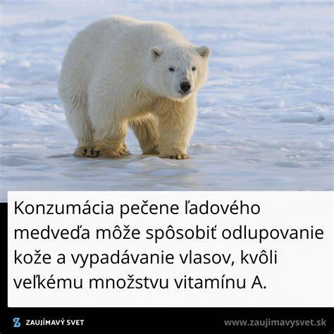 Novonarodené mláďatá ľadového medveďa v brlohu