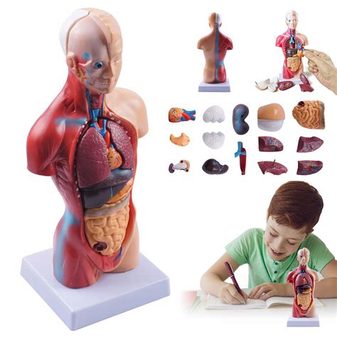 Anatomický model ľudského tela pre deti
