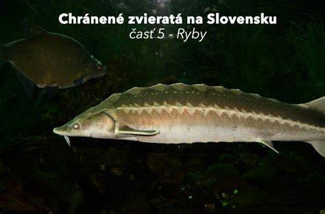 Dieťa chytá ryby pri jazere