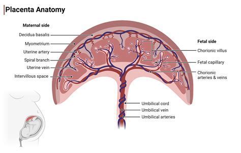 placenta maternica pupočná šnúra schéma