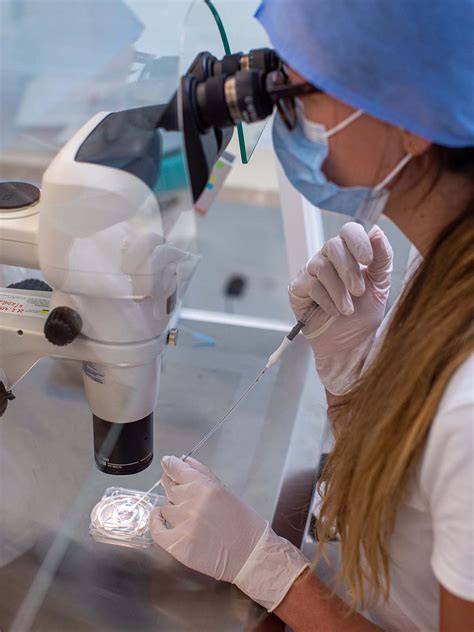 IVF postup od stimulácie po embryotransfer